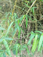 Bambusa stenostachya