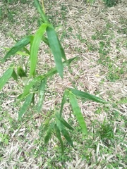 Bambusa stenostachya
