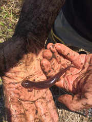 Pseudotriton ruber ruber