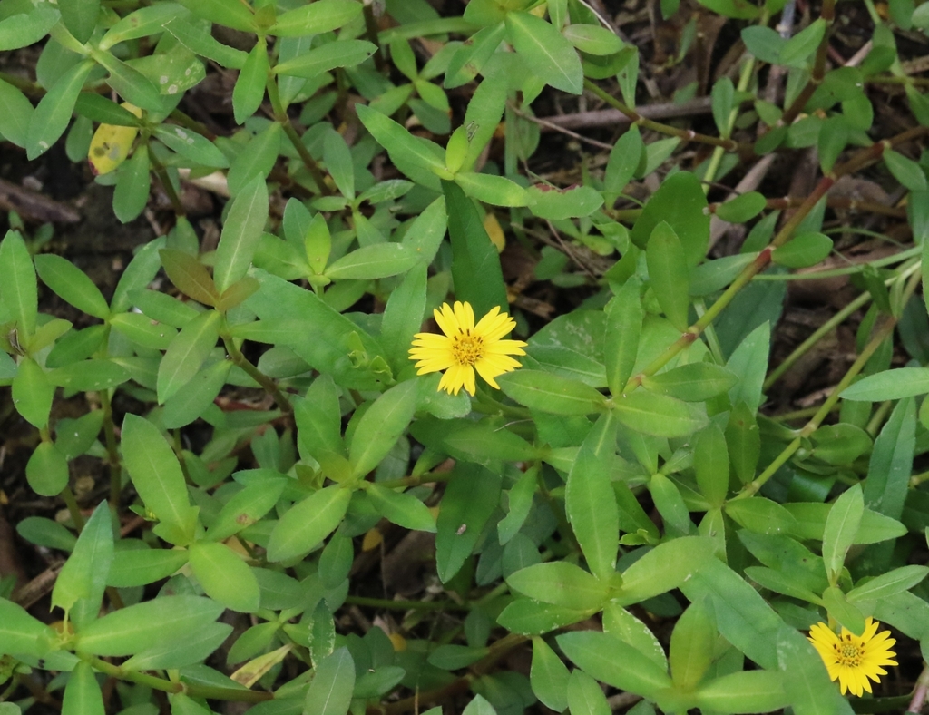 Cỏ đồng tiền vàng – Sphagneticola calendulacea