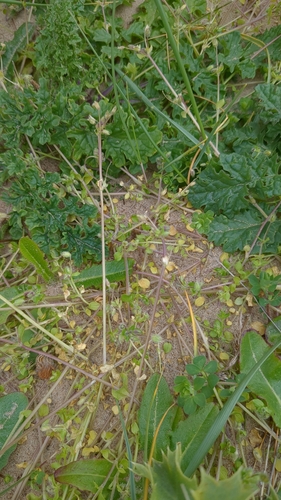 Stellaria apetala, photograph 5