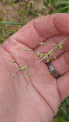 Stellaria apetala, photograph 6