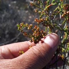Erica axillaris
