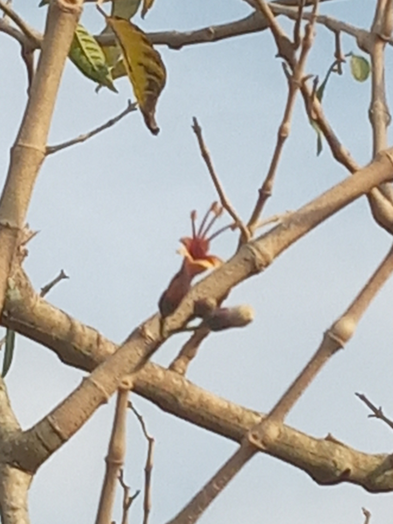 Imagem de Juteira