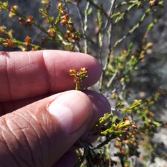 Erica axillaris