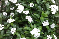 Angiospermae