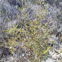 Erica axillaris