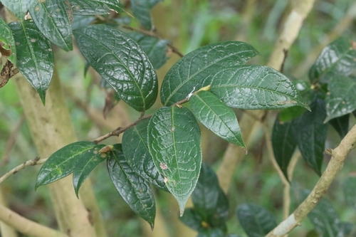 Grantham's camellia (Camellia granthamiana)