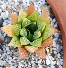 Haworthia cymbiformis