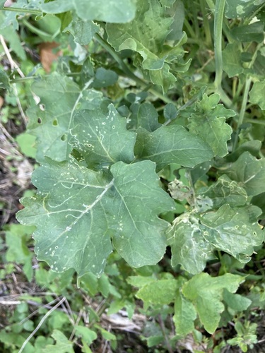 Image of Mediterranean Cabbage (Brassica fruticulosa) by (c) Michael Berardozzi, some rights reserved (CC BY)