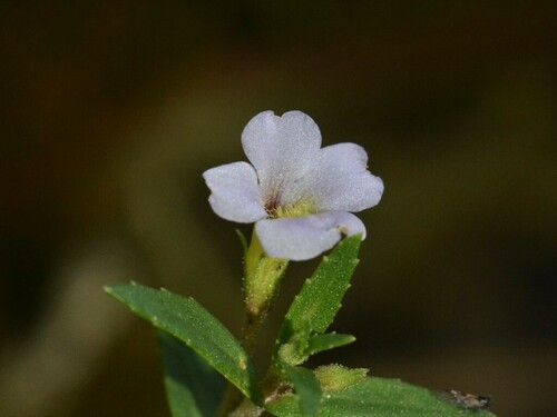 Limnophila australis