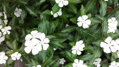 Angiospermae