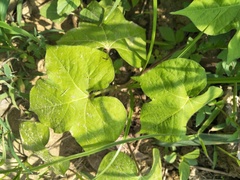 Passiflora vesicaria