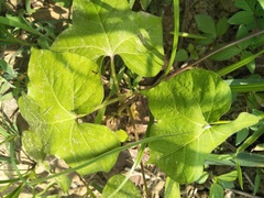 Passiflora vesicaria