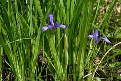 Iris ruthenica