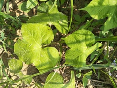 Passiflora vesicaria