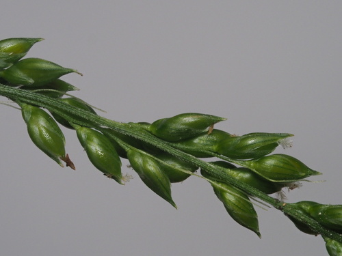 Setaria palmifolia iNat (3)