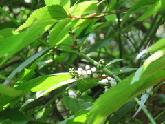 Deeringia polysperma