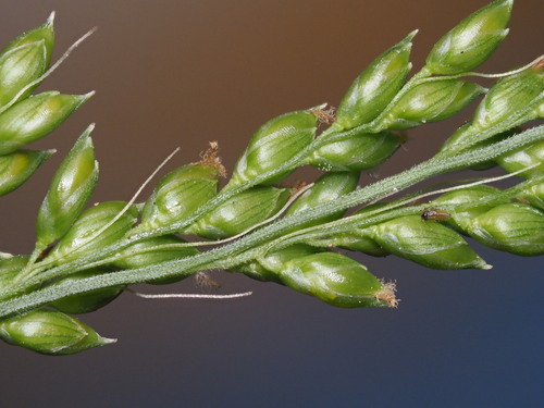 Setaria palmifolia