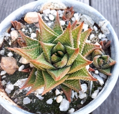 Haworthiopsis