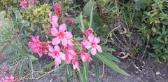 Nerium oleander