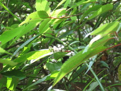 Deeringia polysperma