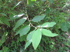 Deeringia polysperma