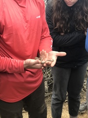 Pituophis catenifer pumilus