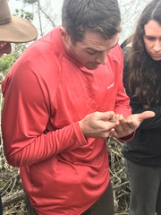 Pituophis catenifer pumilus