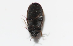 Trogoderma angustum