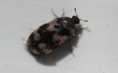 Trogoderma angustum