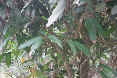 Mangifera persiciforma