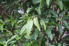 Mangifera altissima