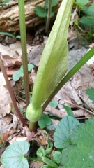 Arum maculatum