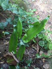 Asplenium scolopendrium