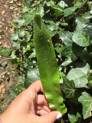 Asplenium scolopendrium