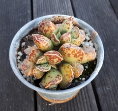 Adromischus trigynus