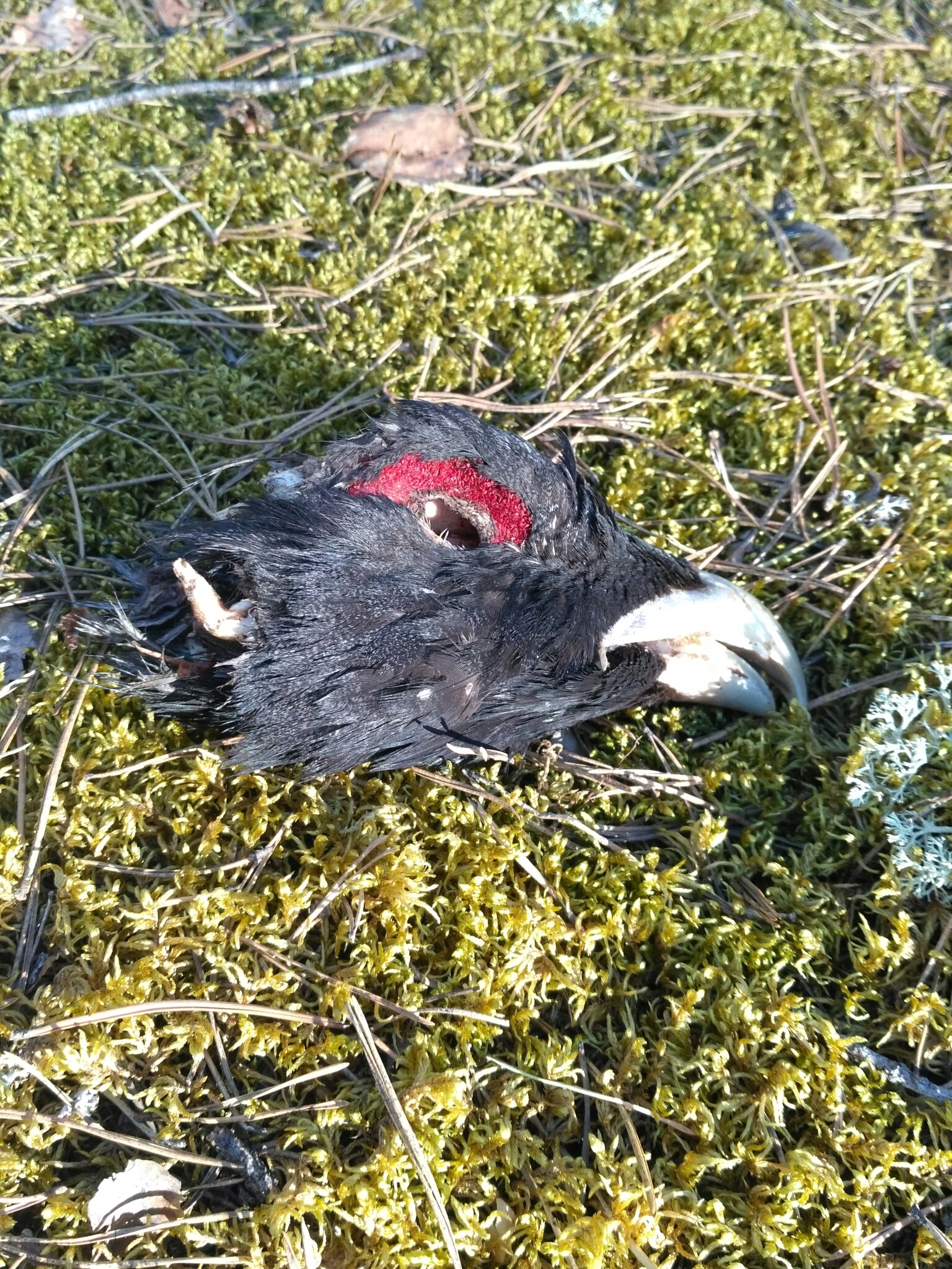 Western Capercaillie