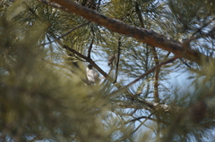 Poecile palustris