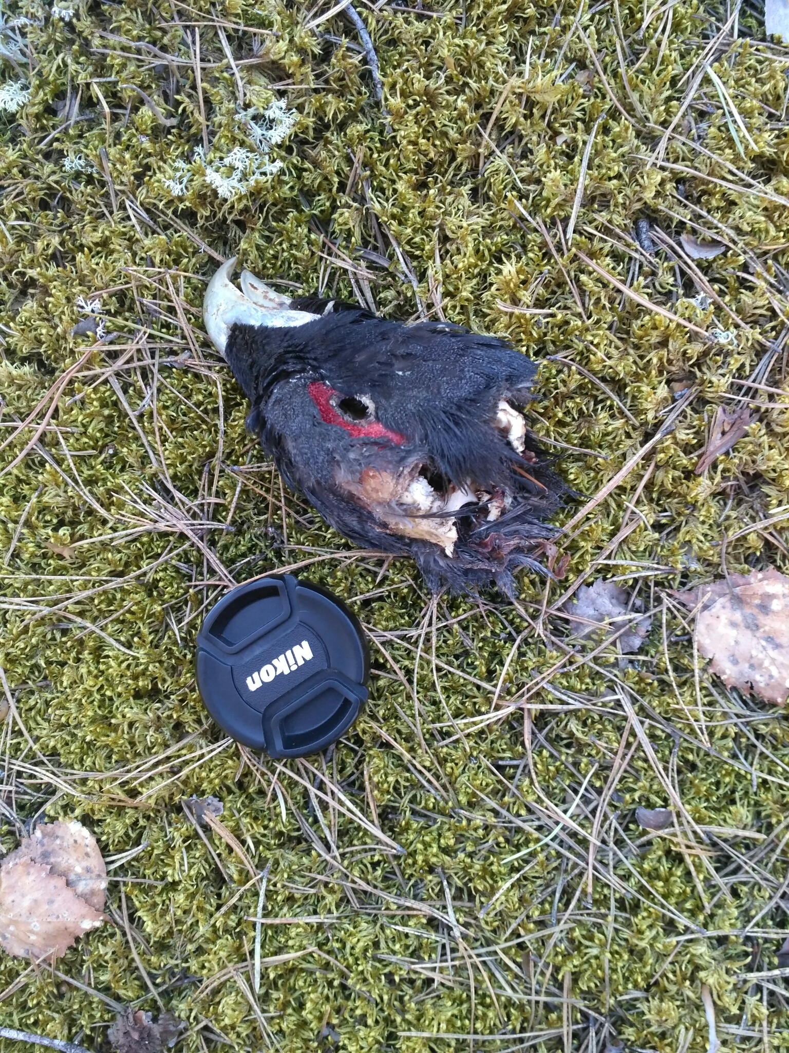 Western Capercaillie