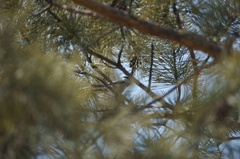 Poecile palustris