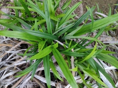 Pandanus amaryllifolius