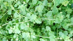 Veronica hederifolia