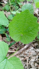 Alliaria petiolata