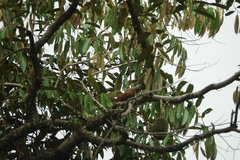 Micropternus brachyurus