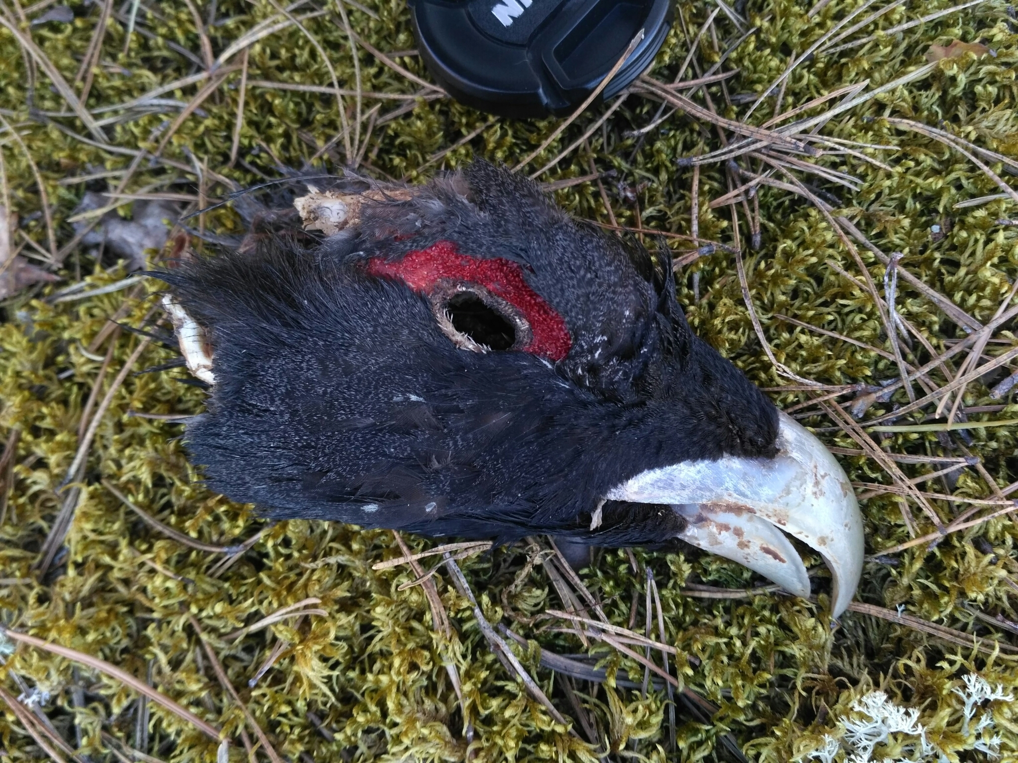 Western Capercaillie