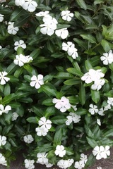 Angiospermae