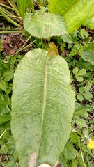 Rumex obtusifolius