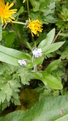 Myosotis