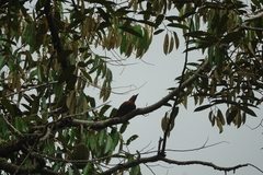 Micropternus brachyurus